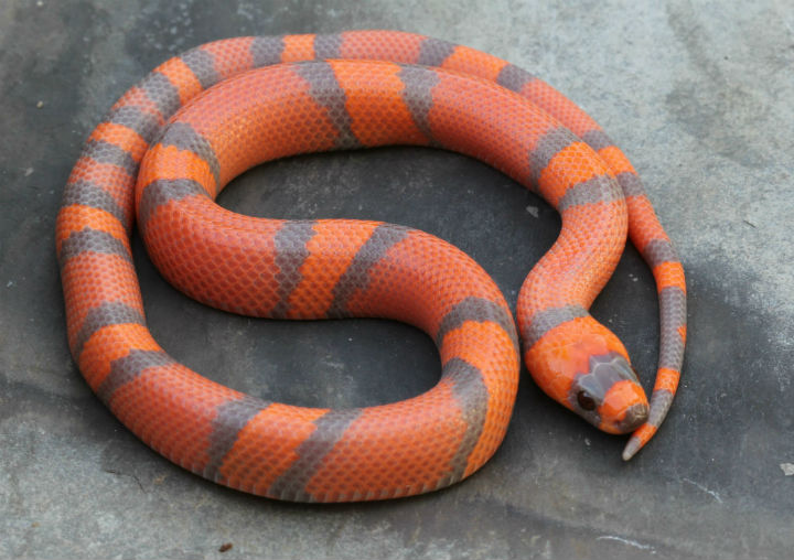 Hypomelanistic Honduran Milk Snake